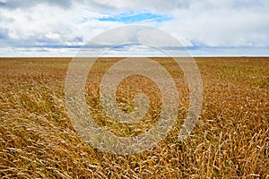 ÃÂ¡ereal fields. Spikelets in the field, cereal fields.